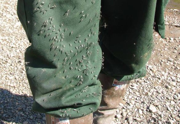 mosquito clothes.jpg